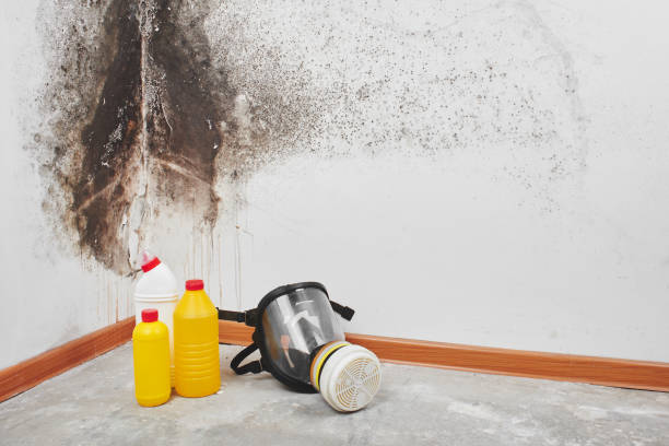 Best Industrial Mold Remediation in Goodwell, OK