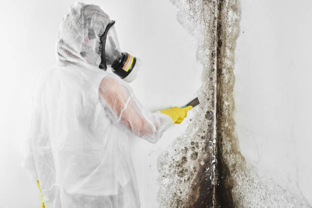Best Preventive Mold Services in Goodwell, OK