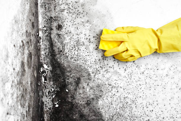 Best Mold Remediation for Specific Building Types in Goodwell, OK