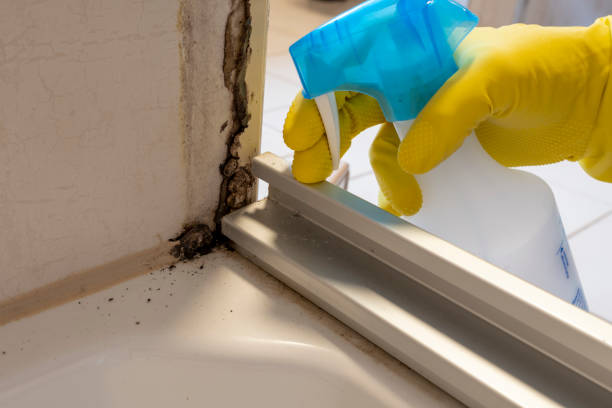 Best White Mold Remediation in Goodwell, OK