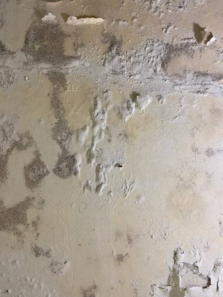Best Kitchen Mold Remediation in Goodwell, OK