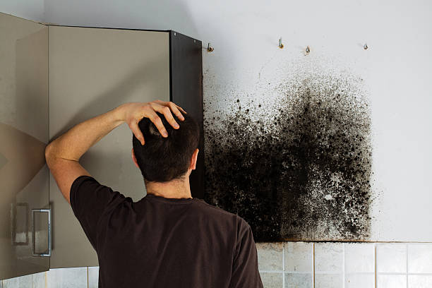 Best Mold Remediation for Specific Building Types in Goodwell, OK