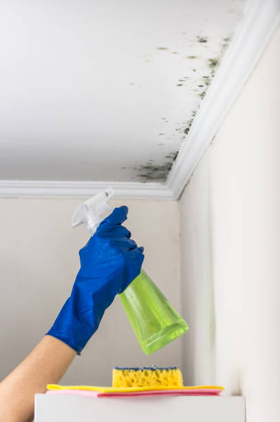 Best Post-Flood Mold Remediation in Goodwell, OK